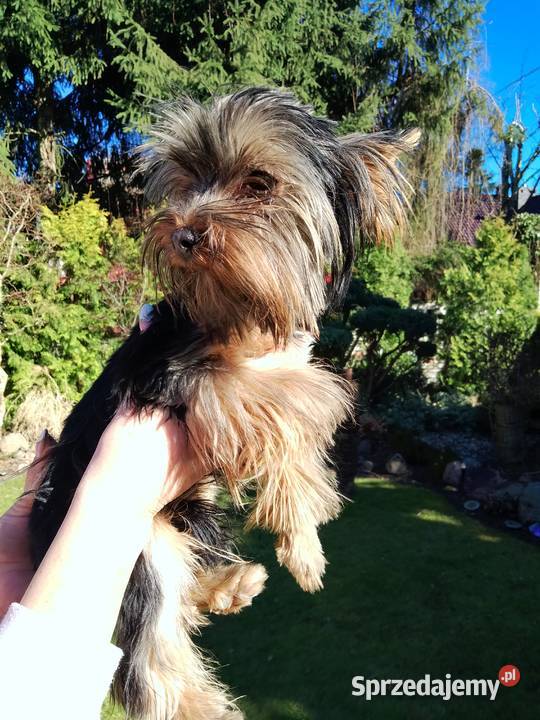 Sprzedam Yorkshire terrier Tanowo