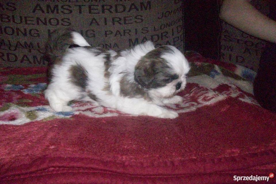 Pieski shihtzu Ełk