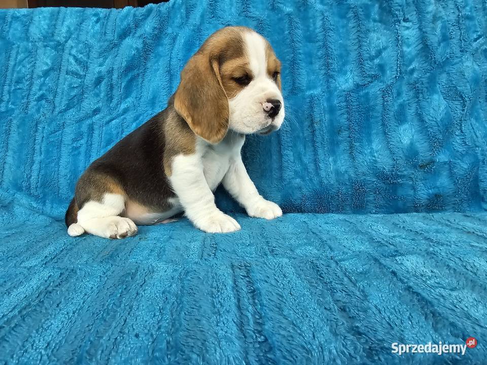 Szczeniaki beagle Polesie