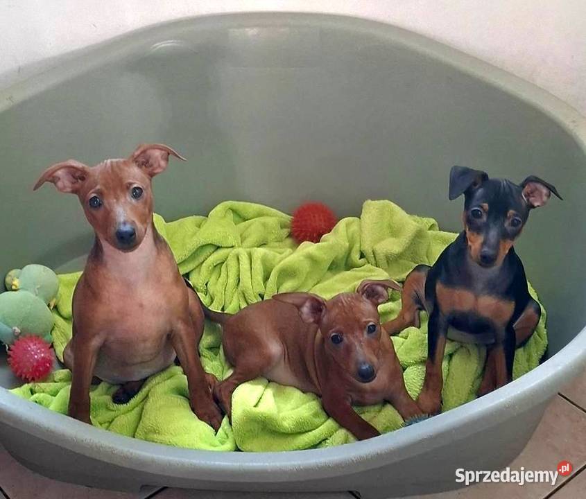 Pinczer pinczery pinczerki miniaturowe z Chojnice