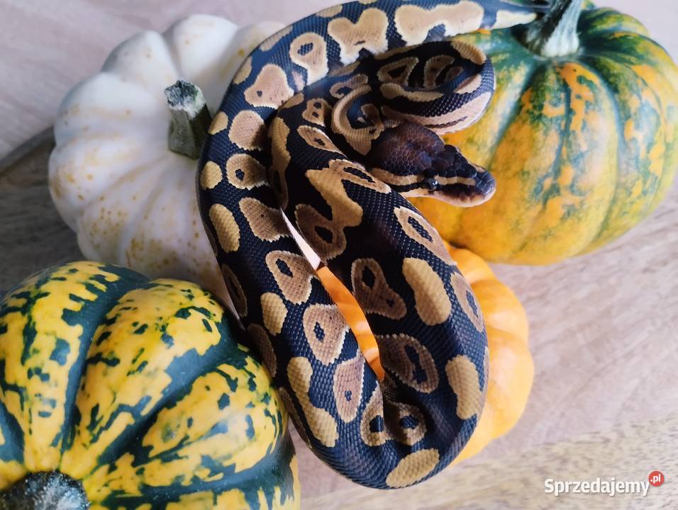 Pyton królewski węże wąż pytony królewskie Olsztyn