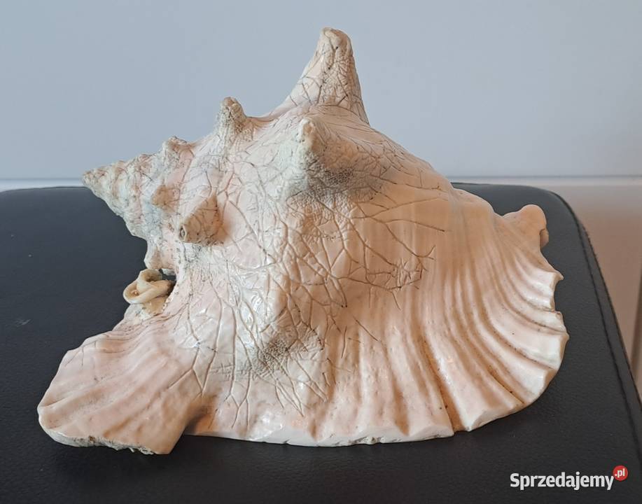Muszla ozdobna stara Prl dolnośląskie Wrocław