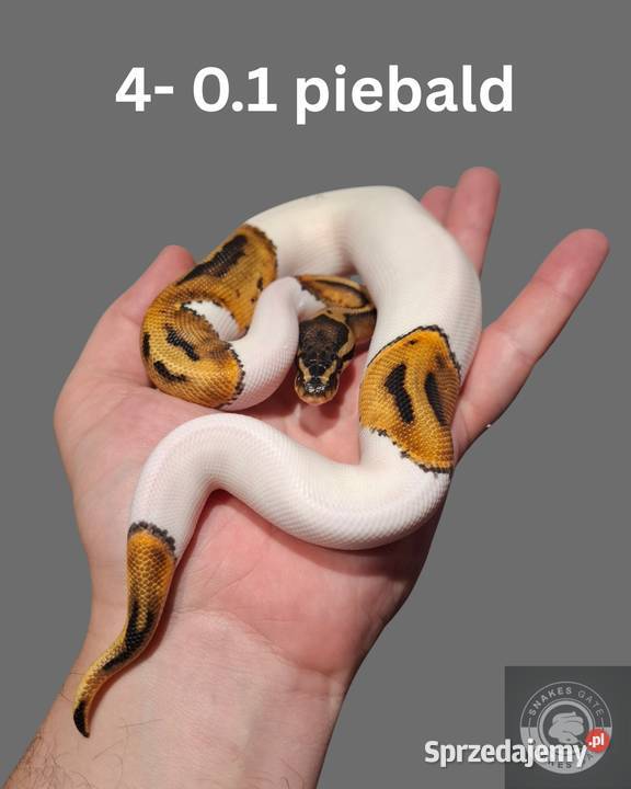 Pyton Królewski Piebald samiczka Zwierzęta Koszalin