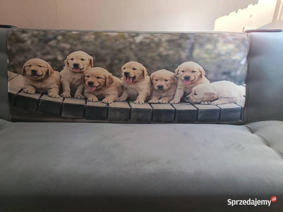 stan Inowrocław sprzedam