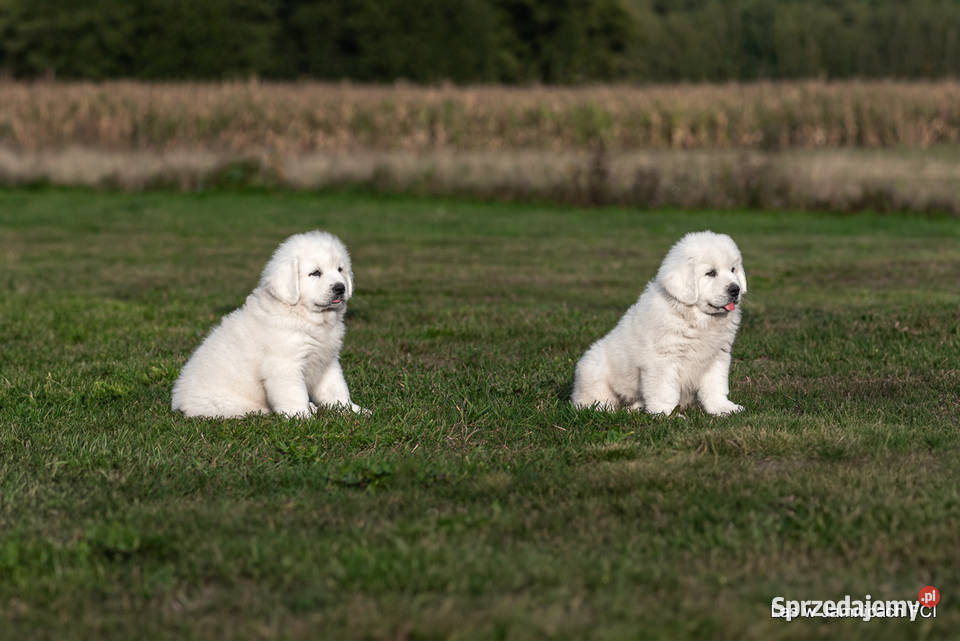 Owczarek podhalański szczenięta bo utytułowanych Jamnice