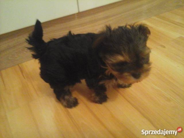 Yorkshire terrier 7 tygodni Konin