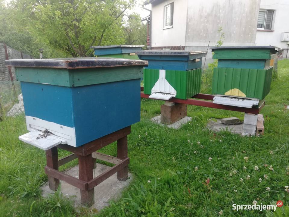 Ule z pszczołami Pruchnik