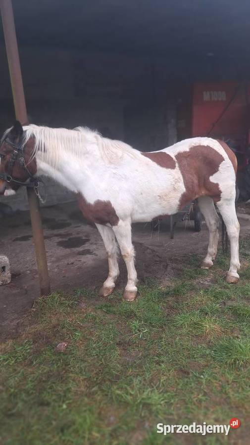 Sprzedam klacz Proboszczowice