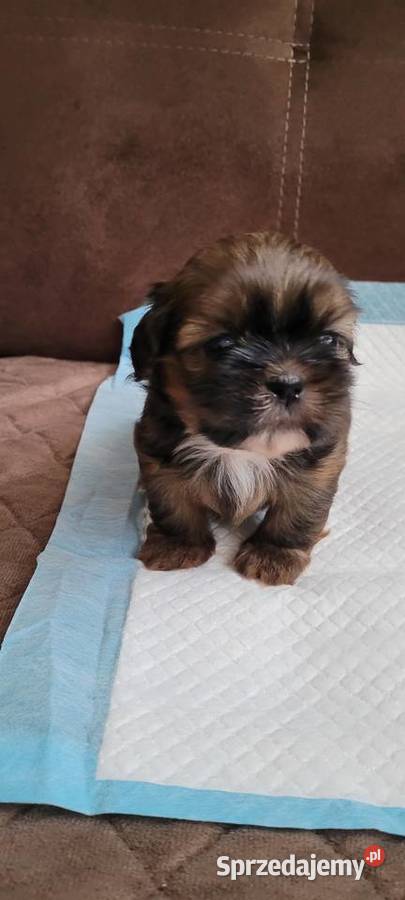 Shih tzu sprzedam Shih Tzu Szczecinek
