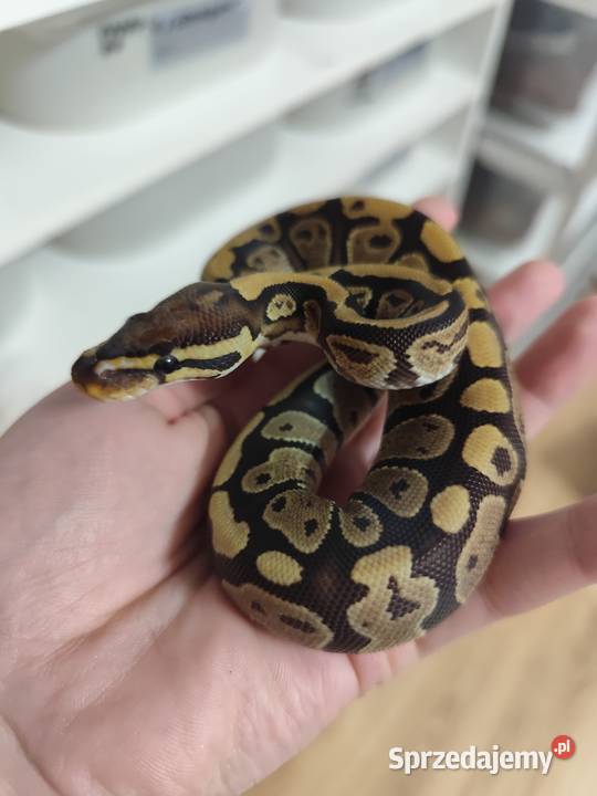 Samiczka Pytona królewskiego Pruszków