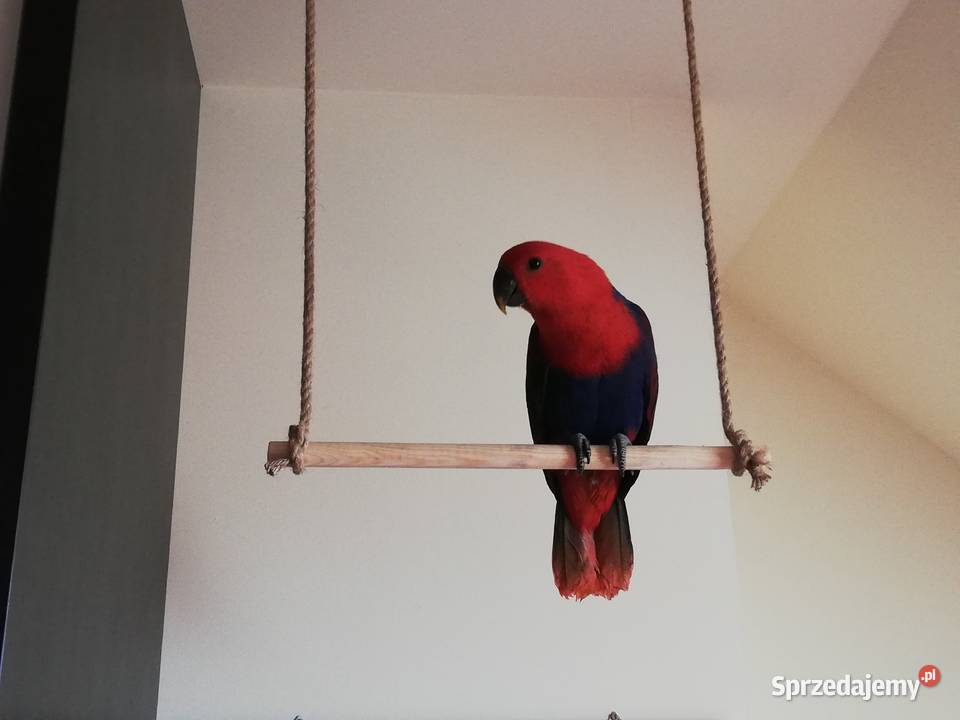 Lora Wielka barwnica samica obrączkowana 2020 Szczecin