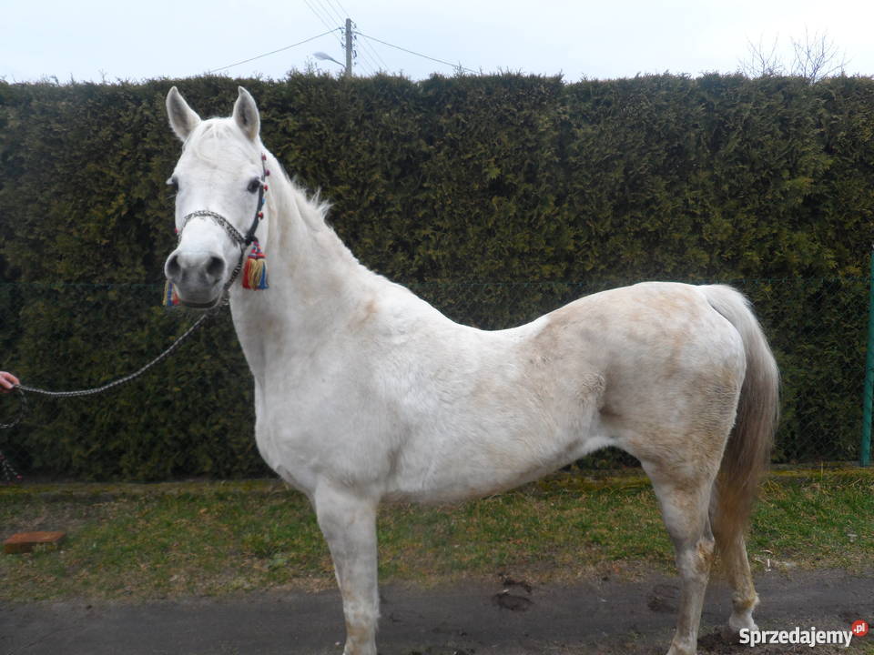 Sprzedam Klacz Arabską z niemieckim pochodzeniem Pozostałe wielkopolskie Zatom Stary