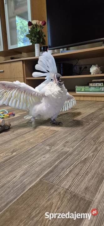 Kakadu alba 11 2026 Poznań