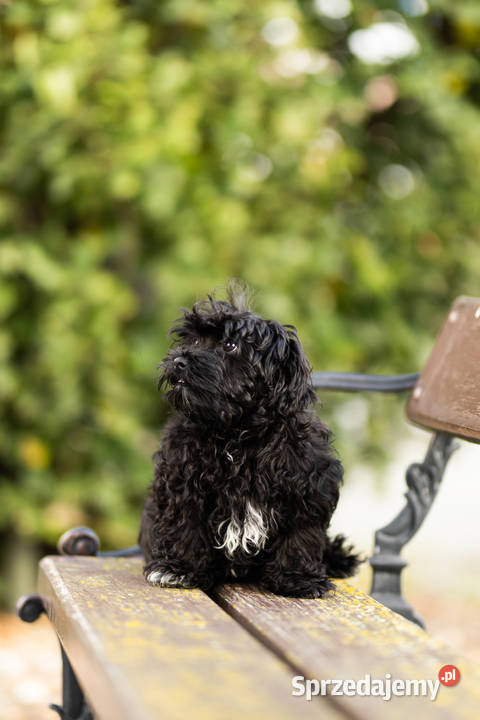 Rosyjska Bolonka Kolorowa Grodzisk Wielkopolski