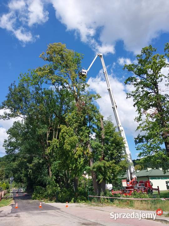 Wycinka ścinka drzew czyszczenie działek usługi Tarnów