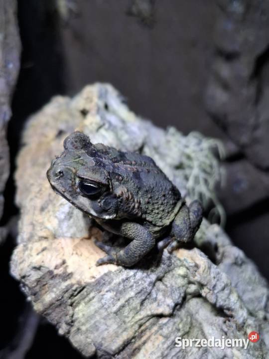 Ropucha Aga Rhinella marina Surinam Gady i płazy małopolskie Kraków