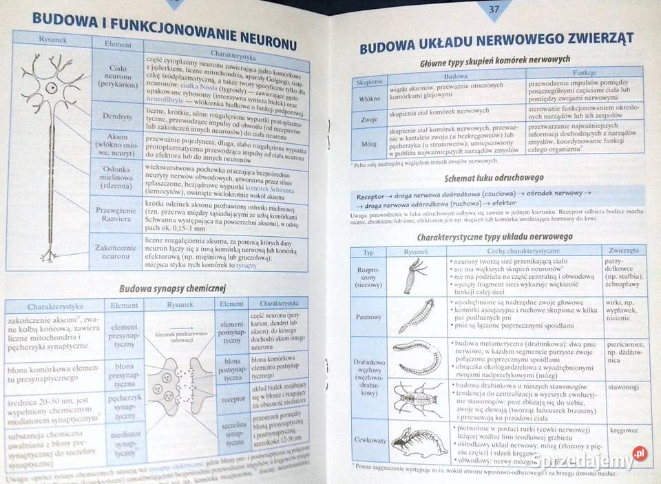 Bioligia Małe tablice W Mizerski B Bednarczuk I Chełm sprzedam