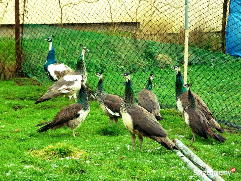 Piękne zadbane pawie zachodniopomorskie Mechowo