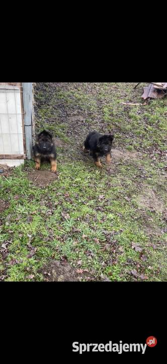 owczarek niemiecki śląskie