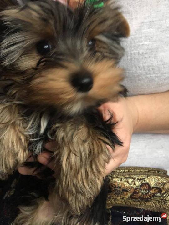 Szczenięta Yorkshire Terrier z rodowodem FCIZKwP Dąbrowa Górnicza