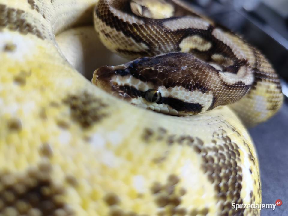 Pyton Królewski samiec do adopcji Pruszków
