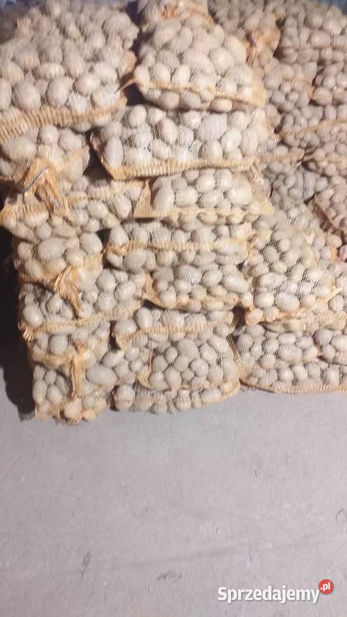 Ziemniaki jadalne soraya Glanów