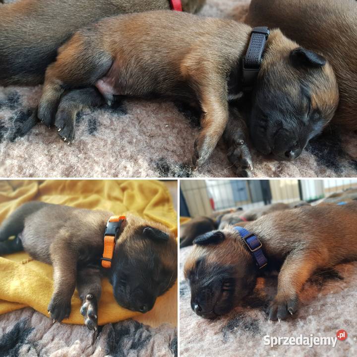 Owczarek Belgijski Malinois