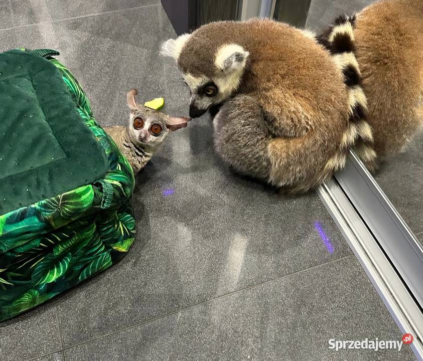 Sprzedam młode Lemury Katta Lemur catta oswojone Żory
