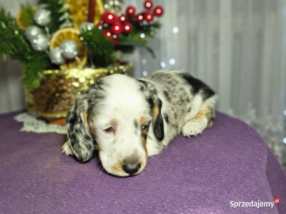 Jamnik suczka Jamnik Żychlin sprzedam