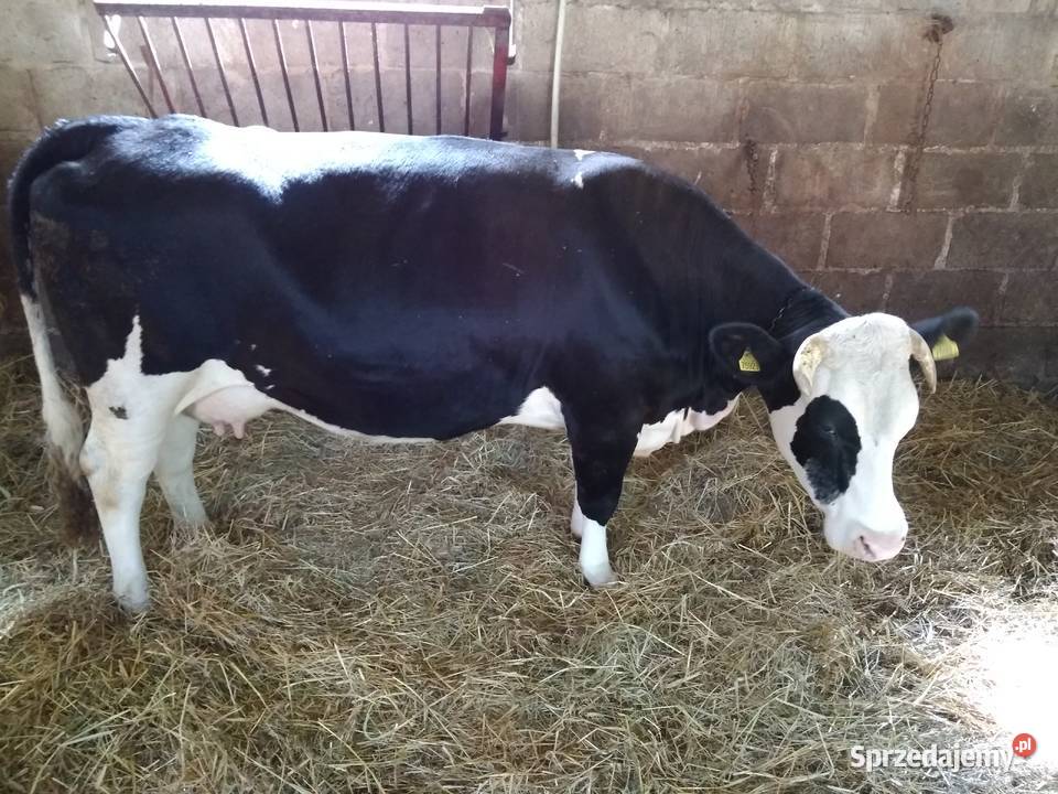 Sprzedam Krowę Mleczną Produkcja zwierzęca Biłgoraj