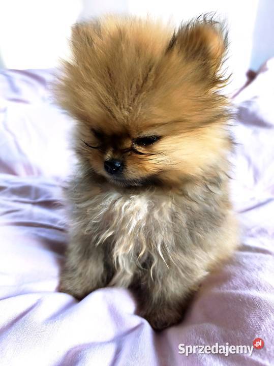 Pomeranian szpic miniaturowy Szpic miniaturowy łódzkie sprzedam