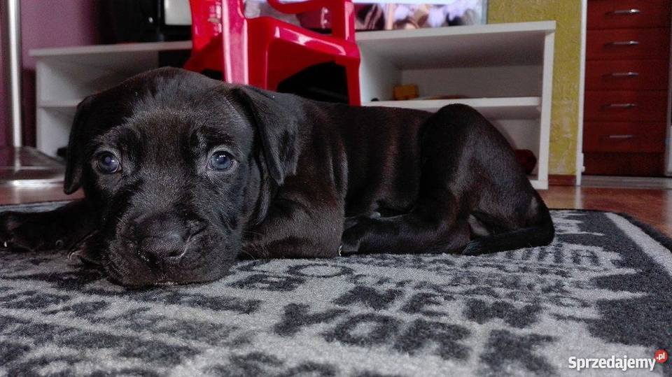 PitBull Red Nose Staffik Szczeniak pierwszy z Bełchatów sprzedam