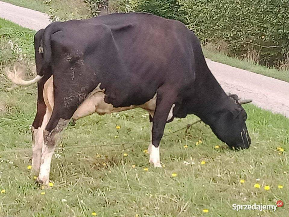Sprzedam krowę