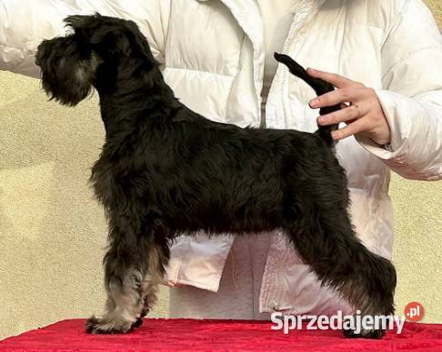 Sznaucer miniaturowy Warszawa sprzedam