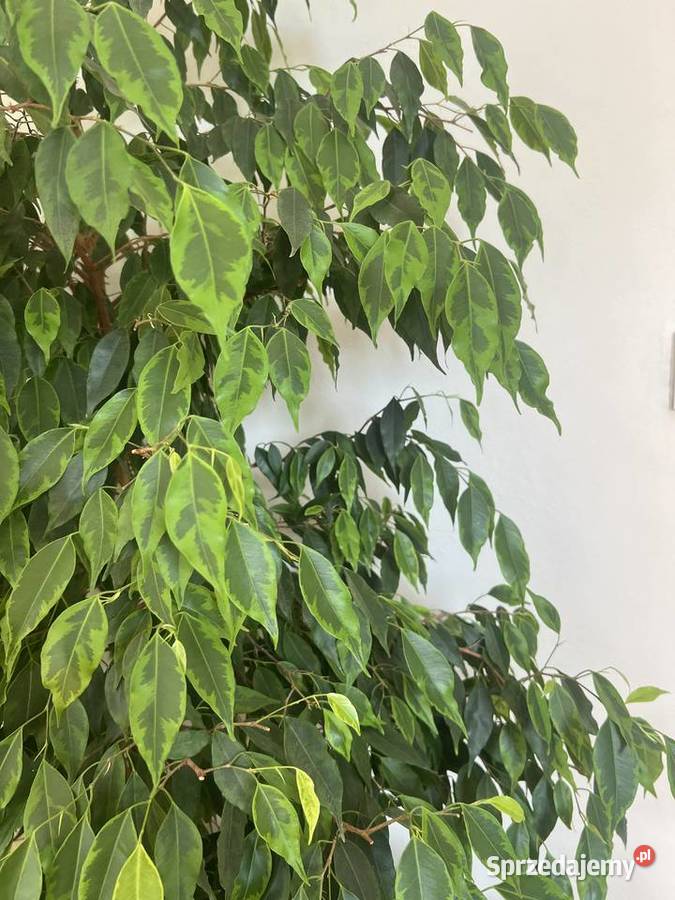 fikus beniamina żywy 198 zdrowy zadbany Syców