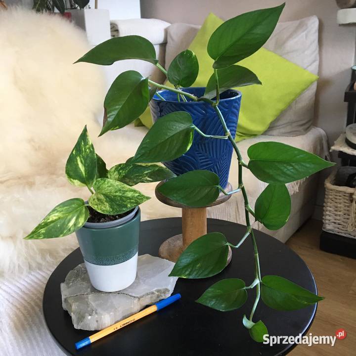 Rośliny z domowej uprawy Epipremnum mazowieckie Warszawa