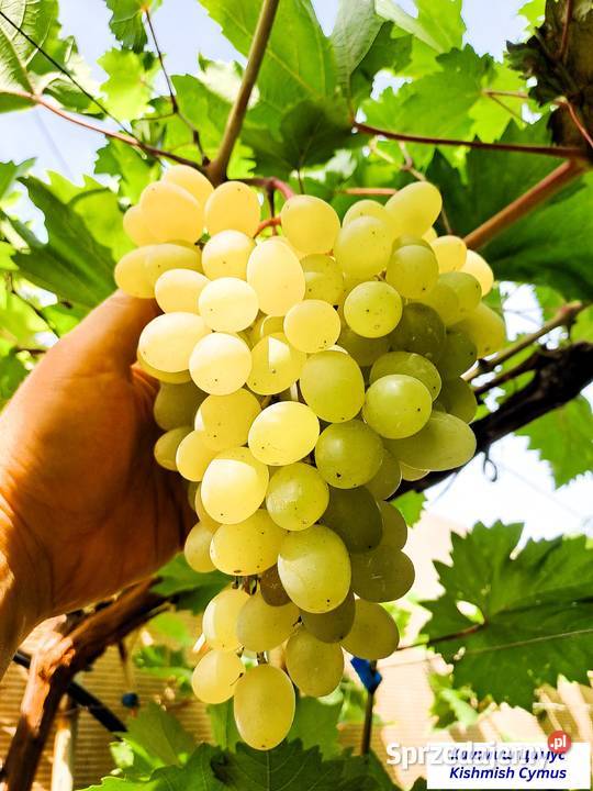 Sadzonki obiecujących odmian winogron mazowieckie Warszawa