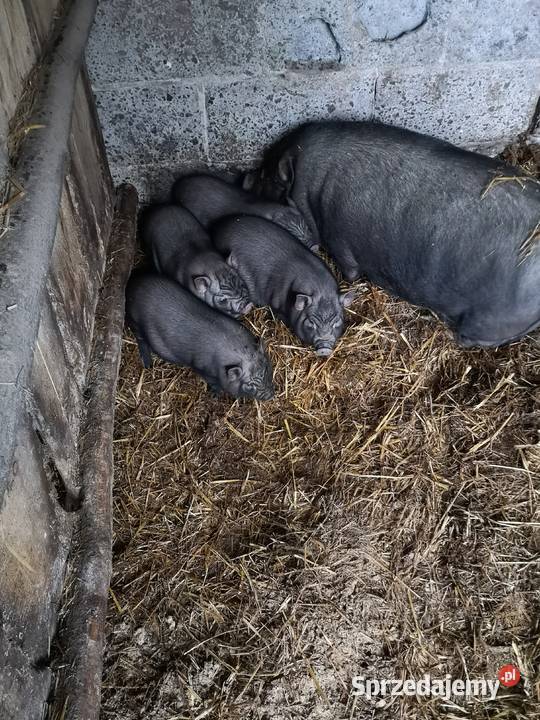 Prosieta świń Wietnamskich Nowy Stręczyn