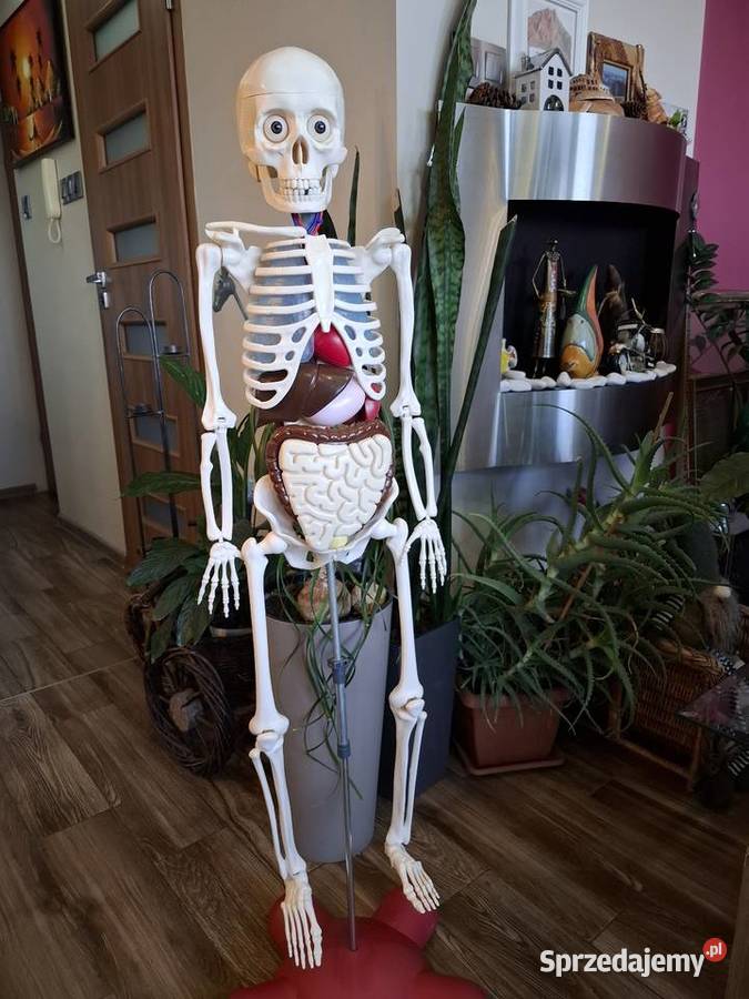 Model edukacyjny szkieletu człowieka kostek Kraków sprzedam