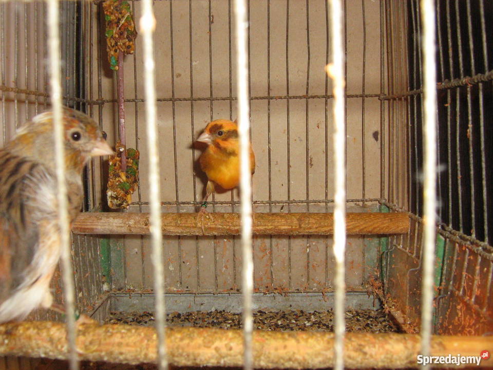 sprzedam kanarki Pozostałe lubelskie sprzedam