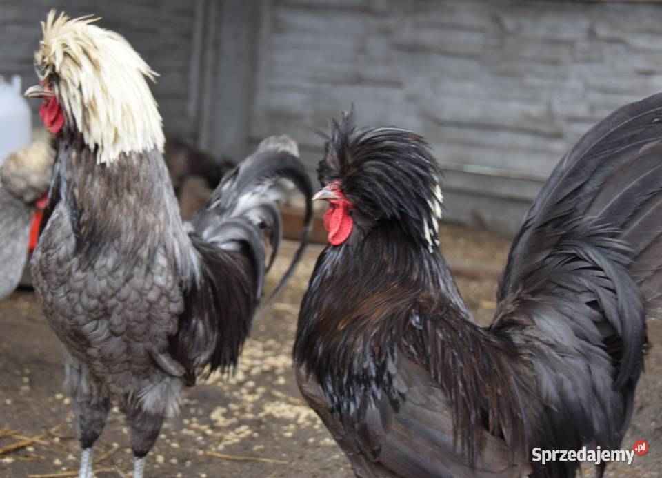 Kogut ozdobny czubatki mazowieckie Łochów