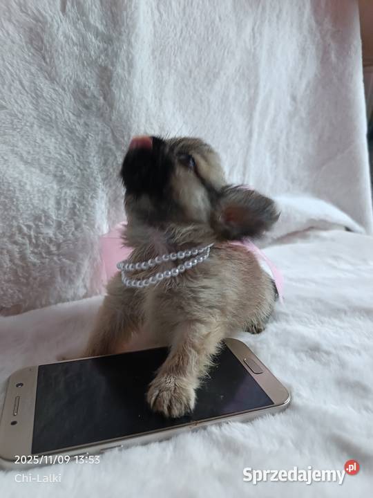 Chihuahua dziewczynka suczka XS dlugowlosa Chihuahua kujawsko-pomorskie Inowrocław