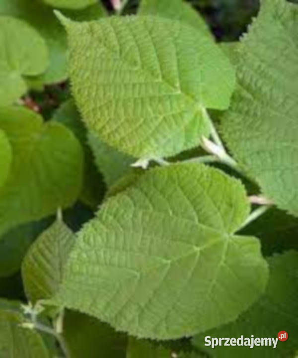 LIPA SZEROKOLISTNA Tilia platyphyllos NASIONA 50