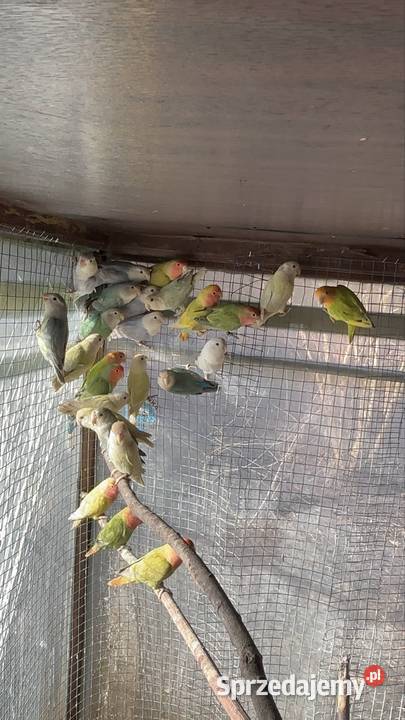 Papugi nierozłączki Strzegom