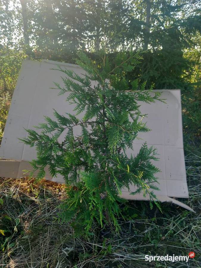 Tuje szmaragdy Mogilno