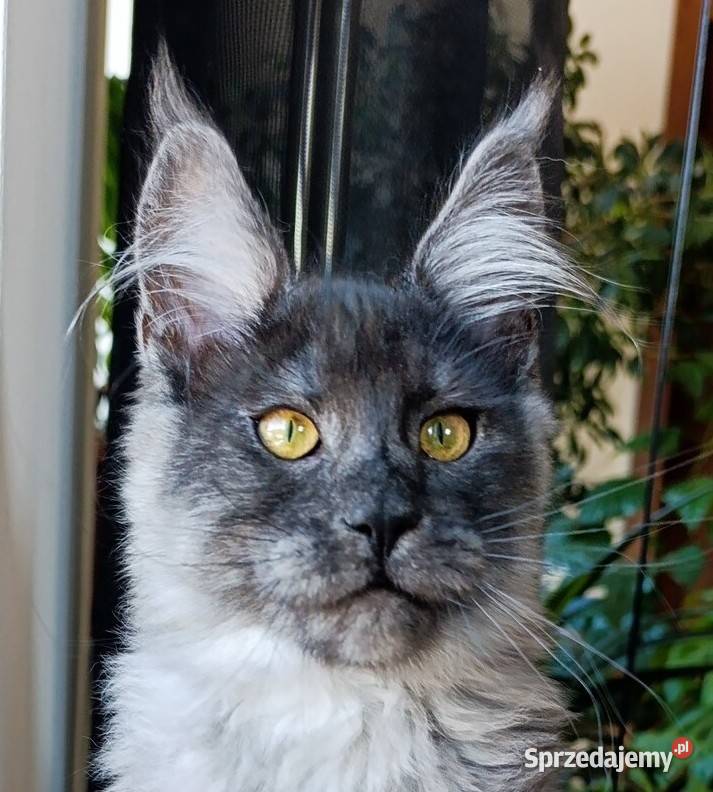 Czarny dymny kocurek Maine Coon FPL Gdańsk