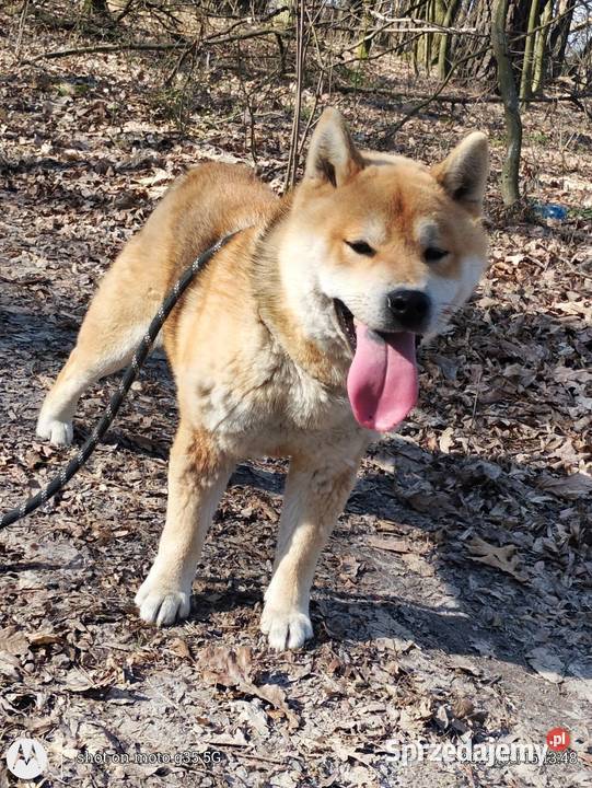 Roczny czerwony samczyk Shiba Inu Bychawka Trzecia
