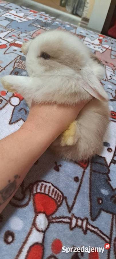 Króliczki mini lop Miejska Górka
