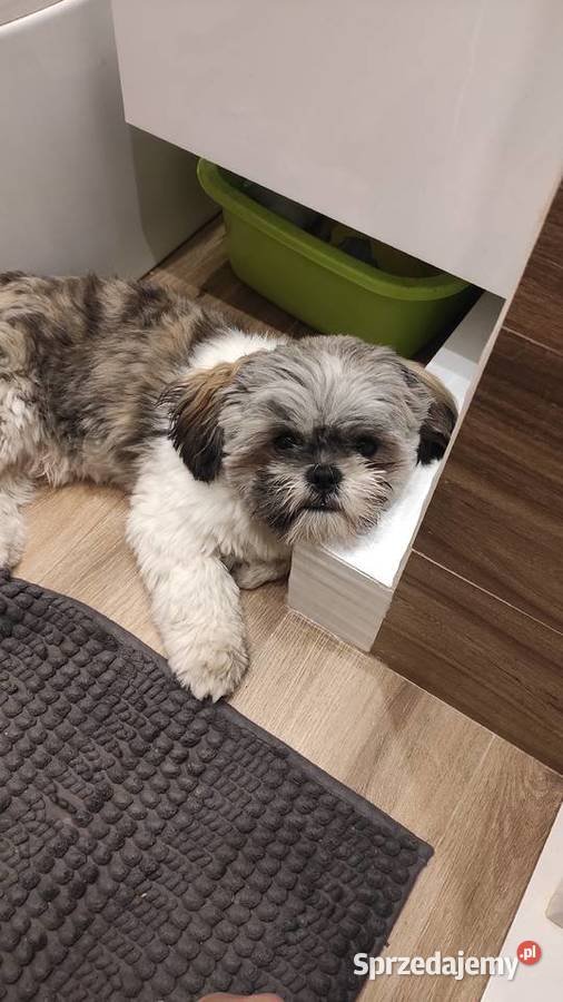 Reproduktor Shih tzu Krycie i reprodukcja Ostrołęka