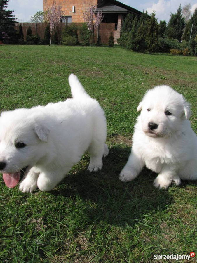 Biały Owczarek Szwajcarski szczenięta długowłose